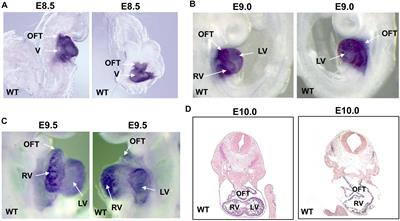 Smyd1 Orchestrates Early Heart Development Through Positive and Negative Gene Regulation